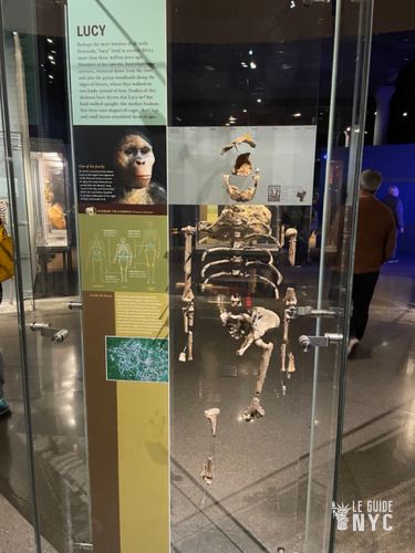 Lucy - Musée d'Histoire Naturelle de New York