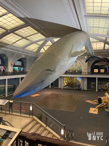 Baleine - Musée d'Histoire Naturelle de New York