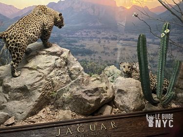 Diorama de Jaguar Musée d'Histoire Naturelle de New York