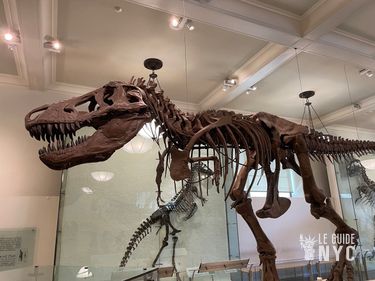Dinosaures au Musée d'Histoire Naturelle de New York