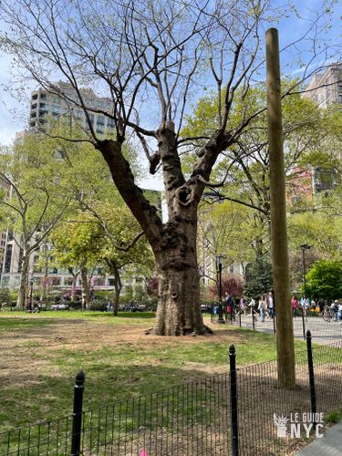 James Madison's red oak. Le chêne rouge de James Madison