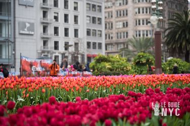 Tulip Day New York, Edition 2024, l'édition 2025 sera aussi fleurie !