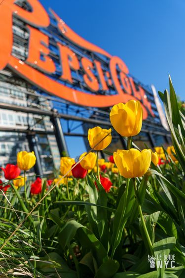 Des tulipes devant le logo Pepsi Co à New York