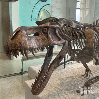 Un dinosaure du musée d'histoire naturelle de New York