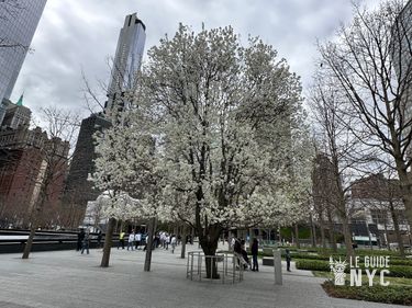 le Survivor Tree qui a survécu aux attentats du 11 septembre 2001