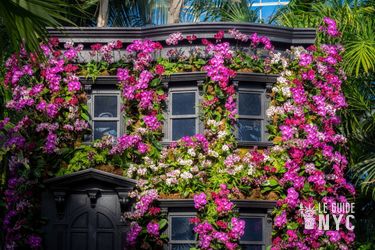 Orchid Show Brownstone - crédit : nybg.org