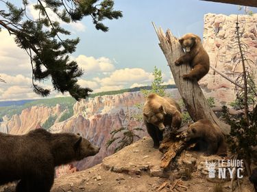 Les grizzlis, on préfère les croiser au musée, que dans les parcs nationaux. 