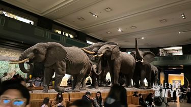Hall des mammifères africains au AMNH