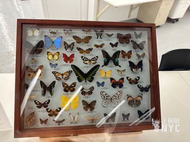 Collection de papillons - Musée d'Histoire Naturelle de New York