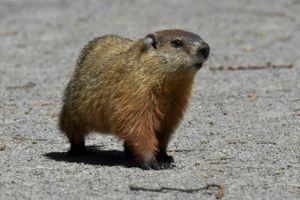 Le jour de la marmotte est aussi &agrave; New York