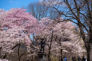 Cerisiers en fleurs &agrave; New York